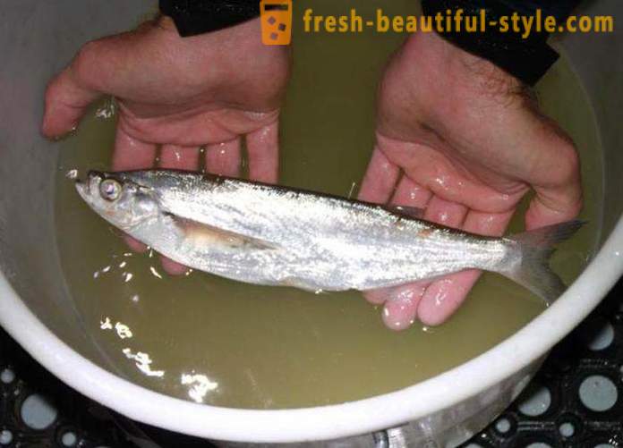 Lorsque le sabrefish habituel poisson? Comment faire cuire sabrefish poisson?