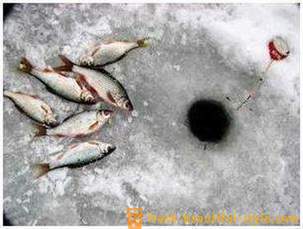 Pêche Roach en hiver. Filières pour attraper hiver gardon