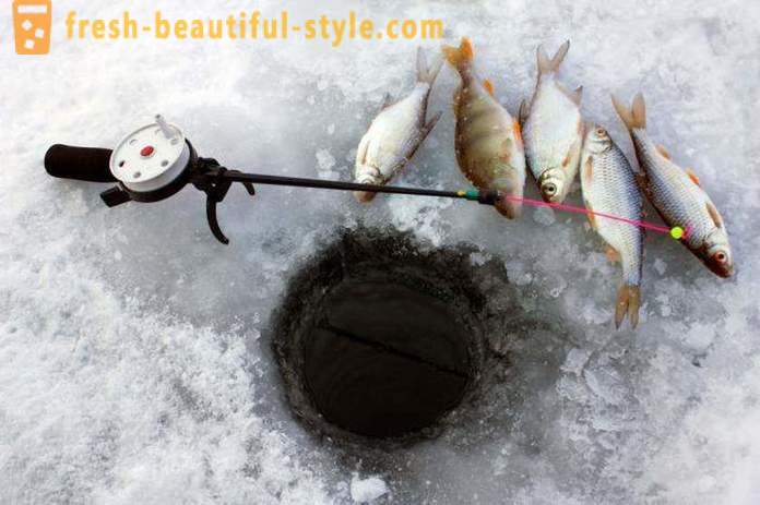 Pêche Roach en hiver. Filières pour attraper hiver gardon