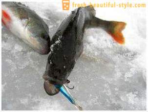 La pêche sur la bascule en hiver. technique de pêche sur la poutre